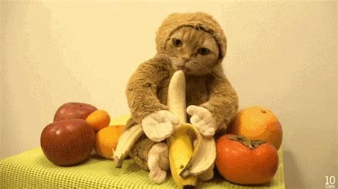 Cat Monkey GIF - Cat Monkey Banana - Discover & Share GIFs