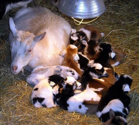 nigerian dwarf goats for sale nc - Swingeing Vlog Photographs