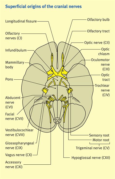 Cranial Nerve Structure