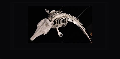 Beluga Whale Articulated Skeleton - SkeletonsAndSkulls