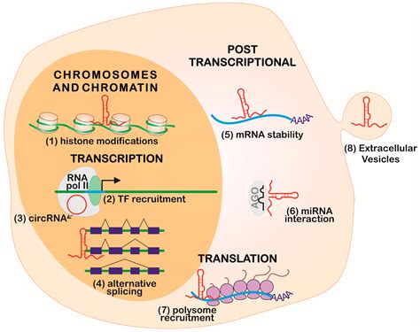 ncRNA | Free Full-Text | Long Non-Coding RNAs in the Regulation of Gene ...