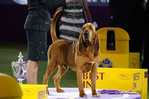 Westminster Dog Show 2024 Winner Trumpet - Lory Silvia