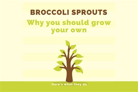 Benefits of Broccoli Sprouts – Health Concepts