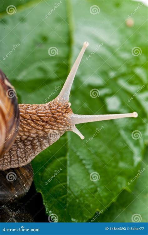 Snail Eyes stock image. Image of details, wildlife, fresh - 14844393