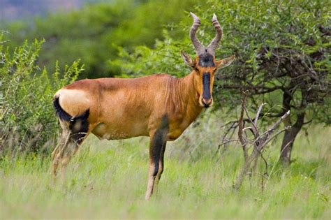 Hartebeest