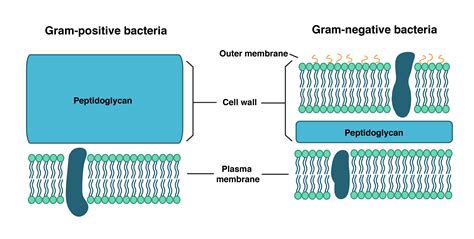 Bacterial Cell Diagram And Functions