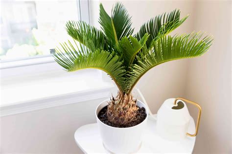 8 Types of Palm Plants to Grow Indoors