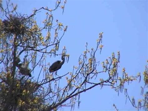 Great Blue Heron Nesting Area