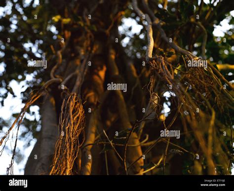 Neem tree roots, India, Asia Stock Photo - Alamy