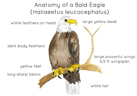 Anatomy of a Bald Eagle by Teach Simple