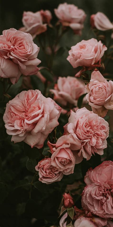 Pin by Matthew on Wallpapers | Flower aesthetic, Pink flowers ...