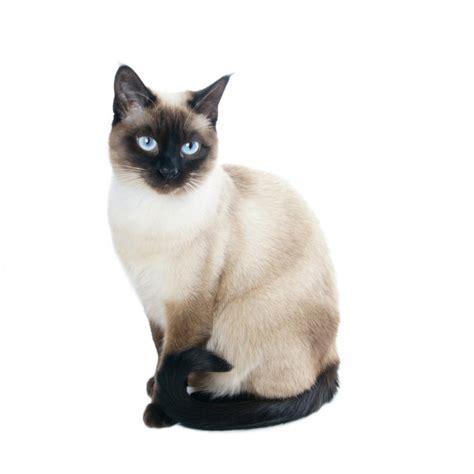 11,799 Siamese cat Stock Photos | Free & Royalty-free Siamese cat Images | Depositphotos