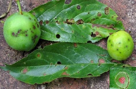 Plum tree treatments, most common diseases and pests of this fruit tree, Nexles