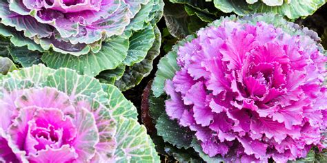 Flowering Cabbage Seeds — Rohrer Seeds