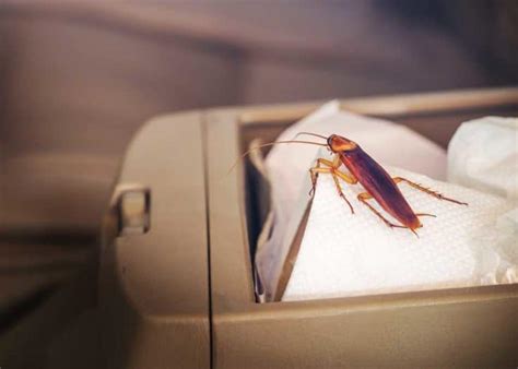 Roaches in Your Car? 7 Ways to Get Rid of Them (Prevent, Identify ...