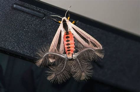 Indeed, Australia has a seriously good selection of weird moths ...