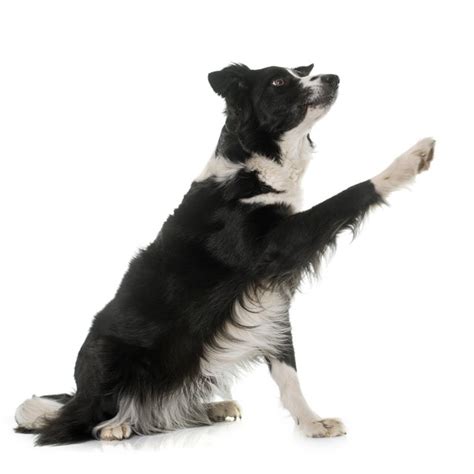 Border Collie Training Secrets | Cuteness