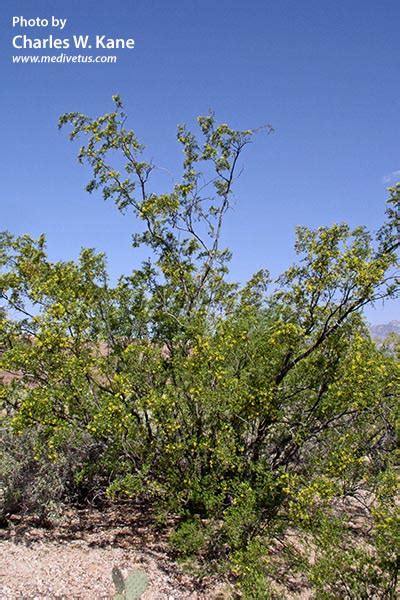 Larrea tridentata | Creosote bush | Medicinal Uses | Charles W. Kane ...