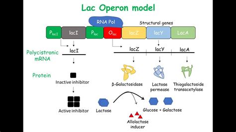 Lac Operon Animation