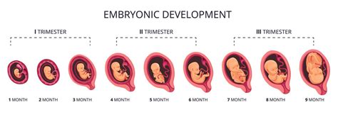 Fetal Development Images – Browse 12,615 Stock Photos, Vectors, and Video | Adobe Stock