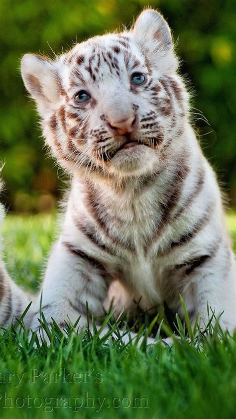 Cute Bengal Tiger Cubs