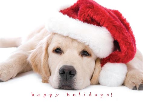 Dog Quotes New Christmas Cards. QuotesGram