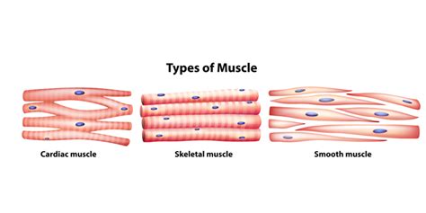 Muscle Fiber Types and Training - Elite FTS | EliteFTS