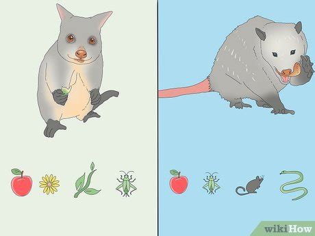 Possum Vs. Opossum: Simple Ways to Spot the Difference