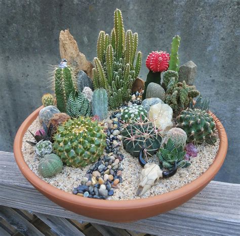 Indoor Cactus Plants Amazoncom