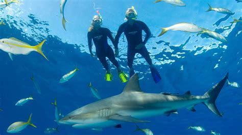 Snorkelling Adventure in Bahamas with Tropical Reefs & Sharks