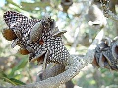 Category:Banksia seeds - Wikimedia Commons