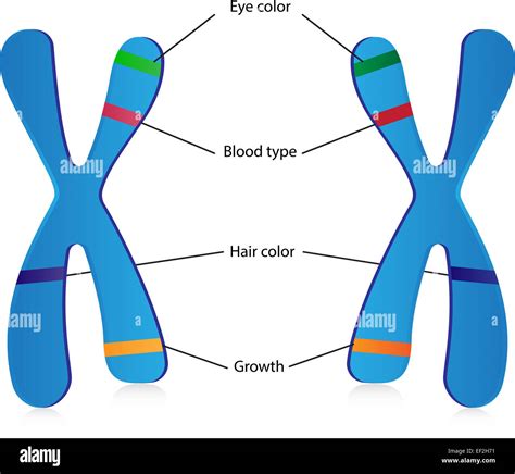 Adn Chromosomes Genes Alleles Quelles Differences – Modafinil24