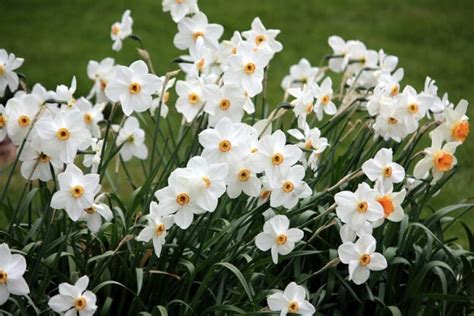 1_white narcissus flowers | Everything Backyard