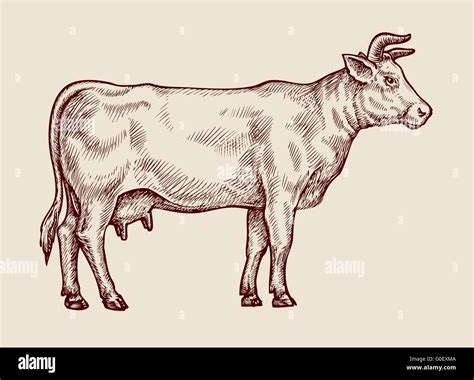 Cow sketch hi-res stock photography and images - Alamy