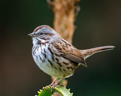 Song Sparrow | Audubon Field Guide