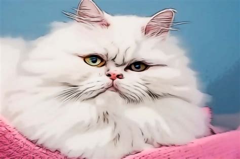 Top 10 Most Popular Cat Breeds that are Originated in USA