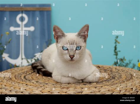 domestic cat, siamese mix, tabby point Stock Photo - Alamy