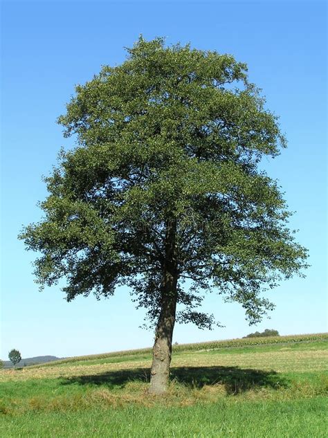 Common Alder Black European Tree Deciduous Forestry Stock Image - Image ...