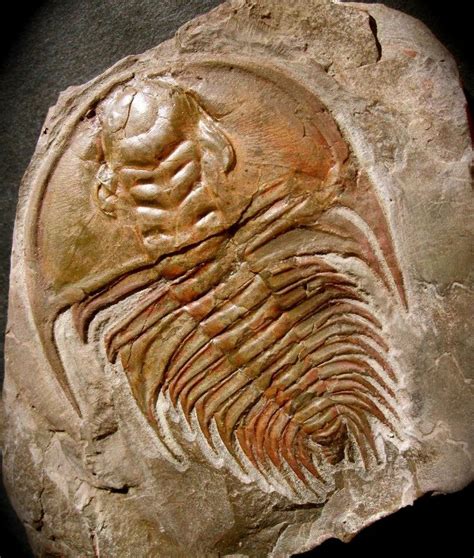 100 best images about :: marine fossils :: on Pinterest | Museums, New york and Brittle star