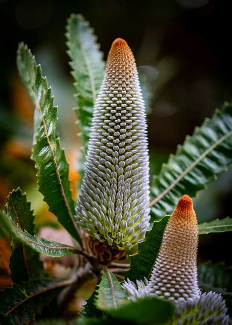 EXOTIC | Banksia is a genus of around 170 species of floweri… | Flickr