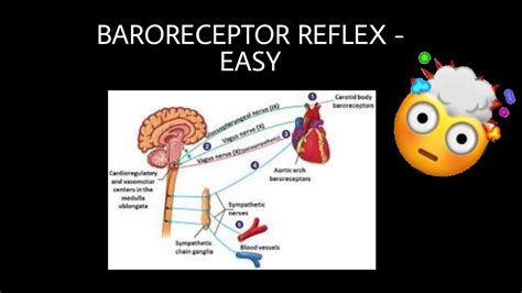 Label The Components Of The Baroreceptor Reflex