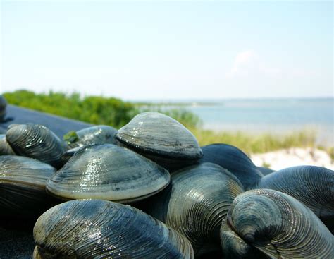 Clams - Fire Island National Seashore (U.S. National Park Service)