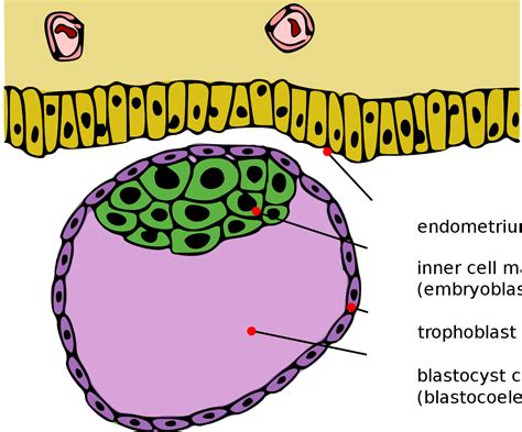 Blastocyst - Wikipedia