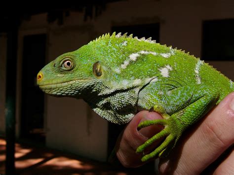 The Online Zoo - Fijian Crested Iguana