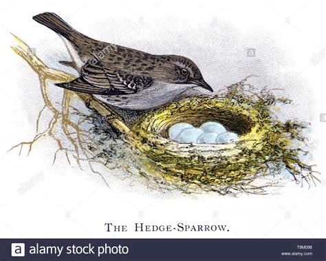 Hedge sparrow nest Cut Out Stock Images & Pictures - Alamy