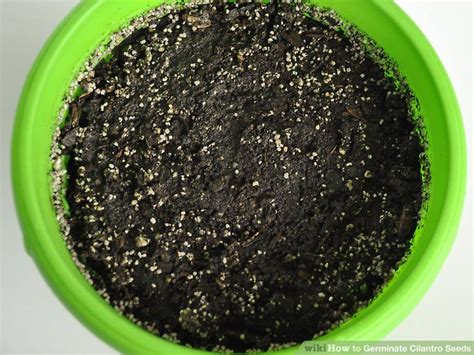 How to Germinate Cilantro Seeds: 10 Steps (with Pictures)