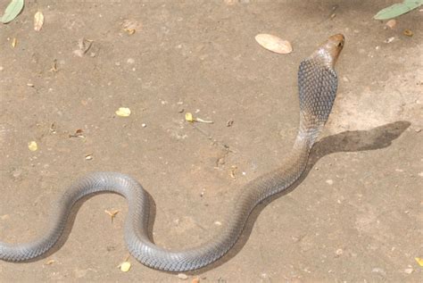 Cobra Snakes Of The Congo - Reptiles Magazine