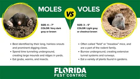 Moles vs. Voles: Key Differences | Florida Pest Control