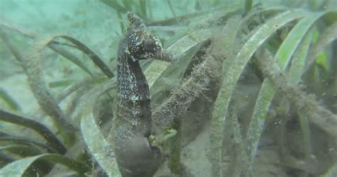 Rare video of a seahorse giving birth in the wild filmed by UBC researchers | Globalnews.ca