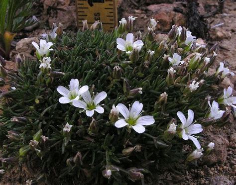 Arctic Tundra Plants with Names | ... tundra plants. Photo by Al Schneider, Southwest Colorado ...